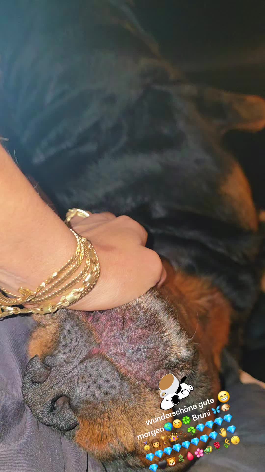@Rottweiler Bruno