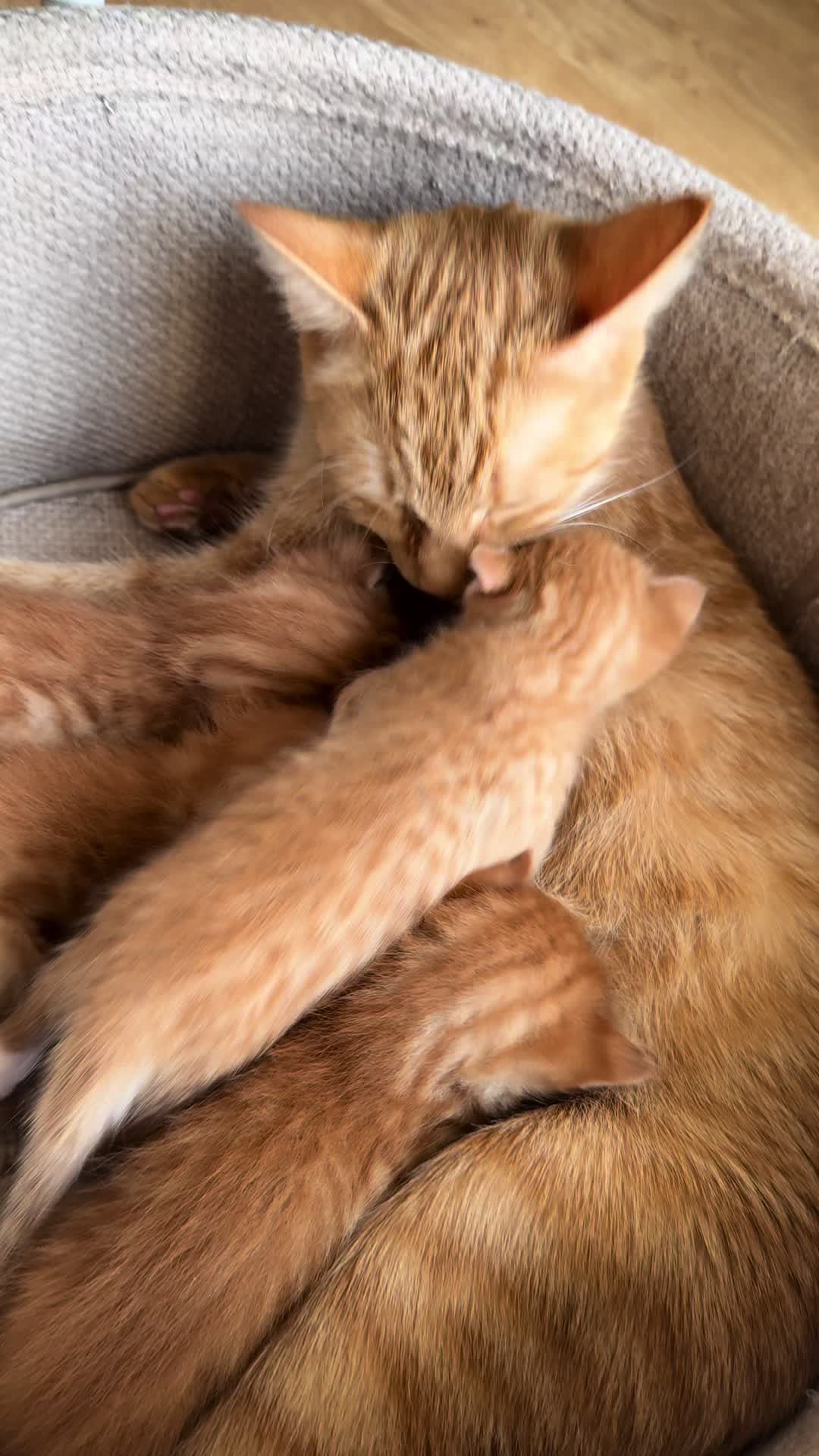 @Gatos todos os dias