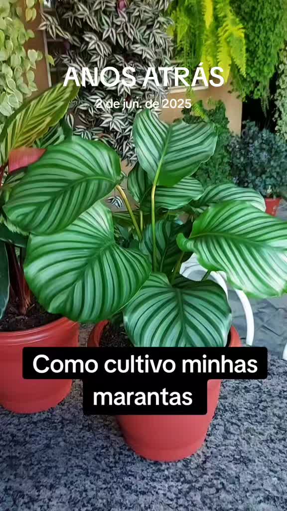@quintalverde