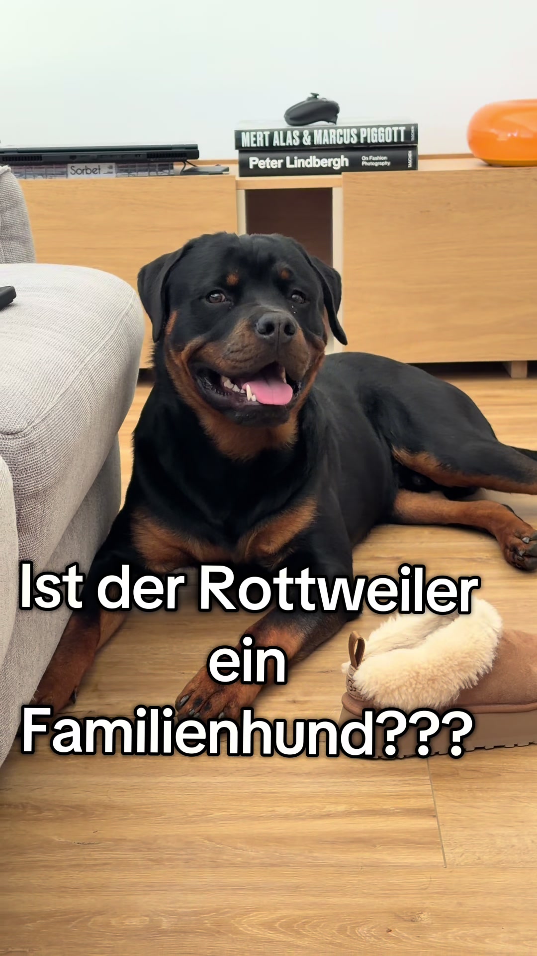 @JAGGER - the German Rottweiler
