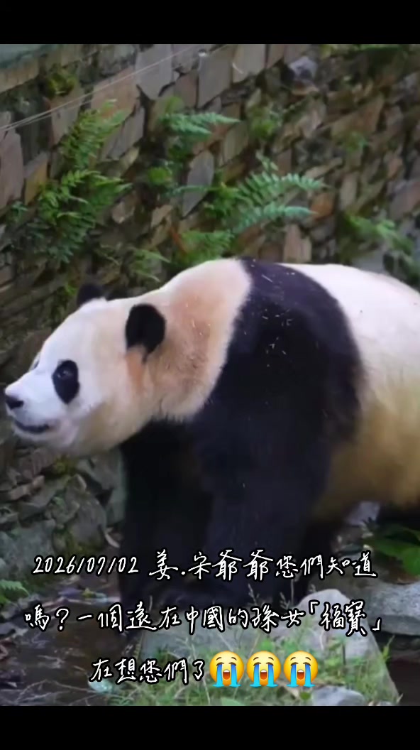 @福寶需要愛的抱抱