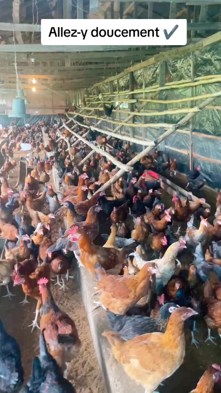 @NDIAYE-BREEDING 🐔