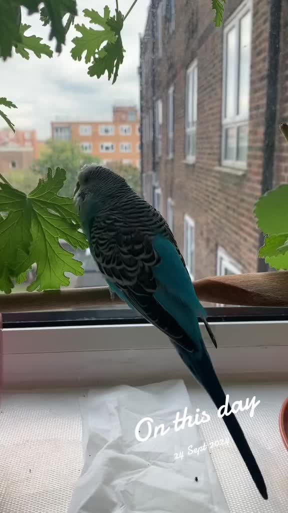 @Blu_the_budgie 🇹🇹