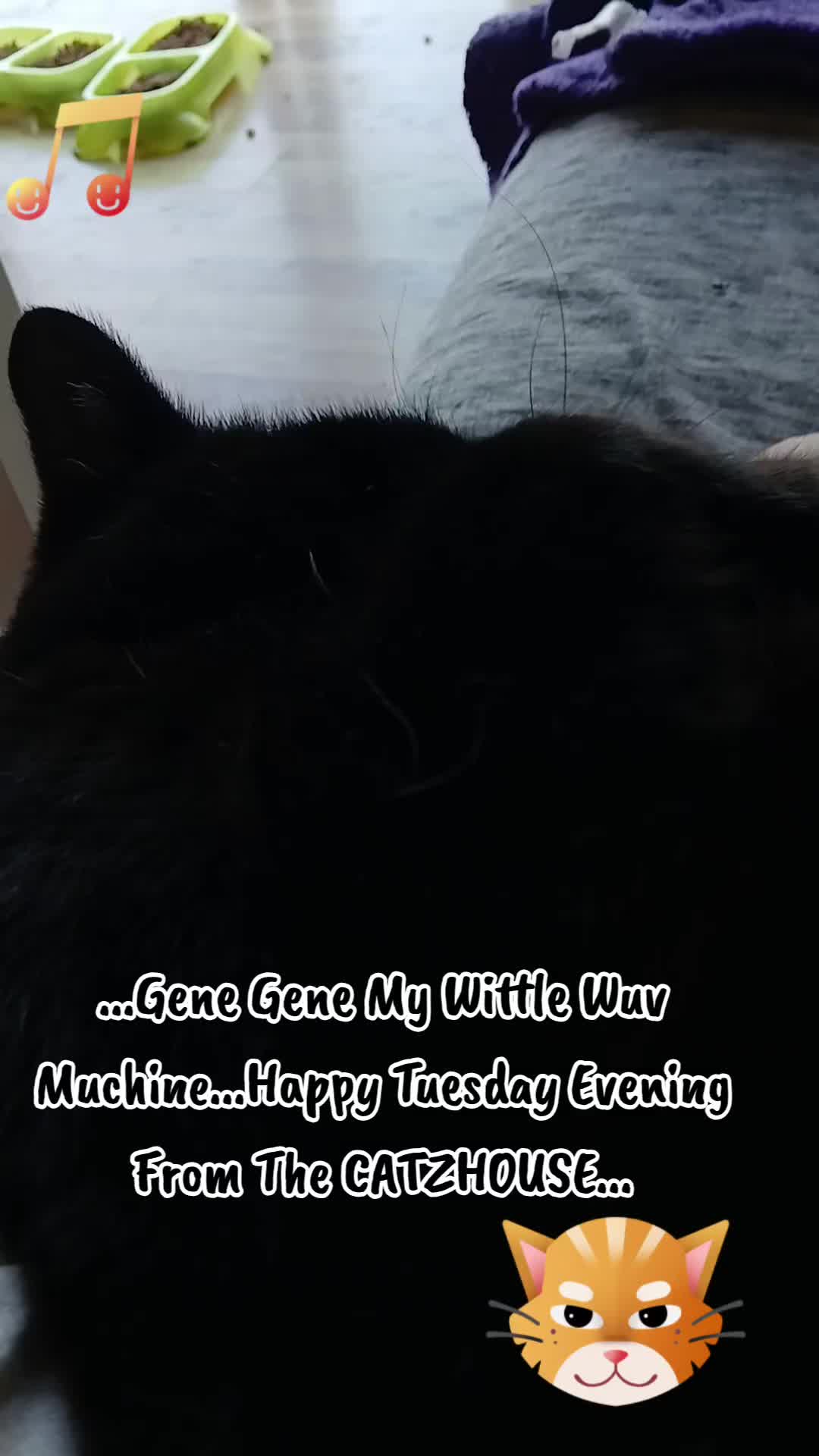 @Booh Hovey crazycatlady3