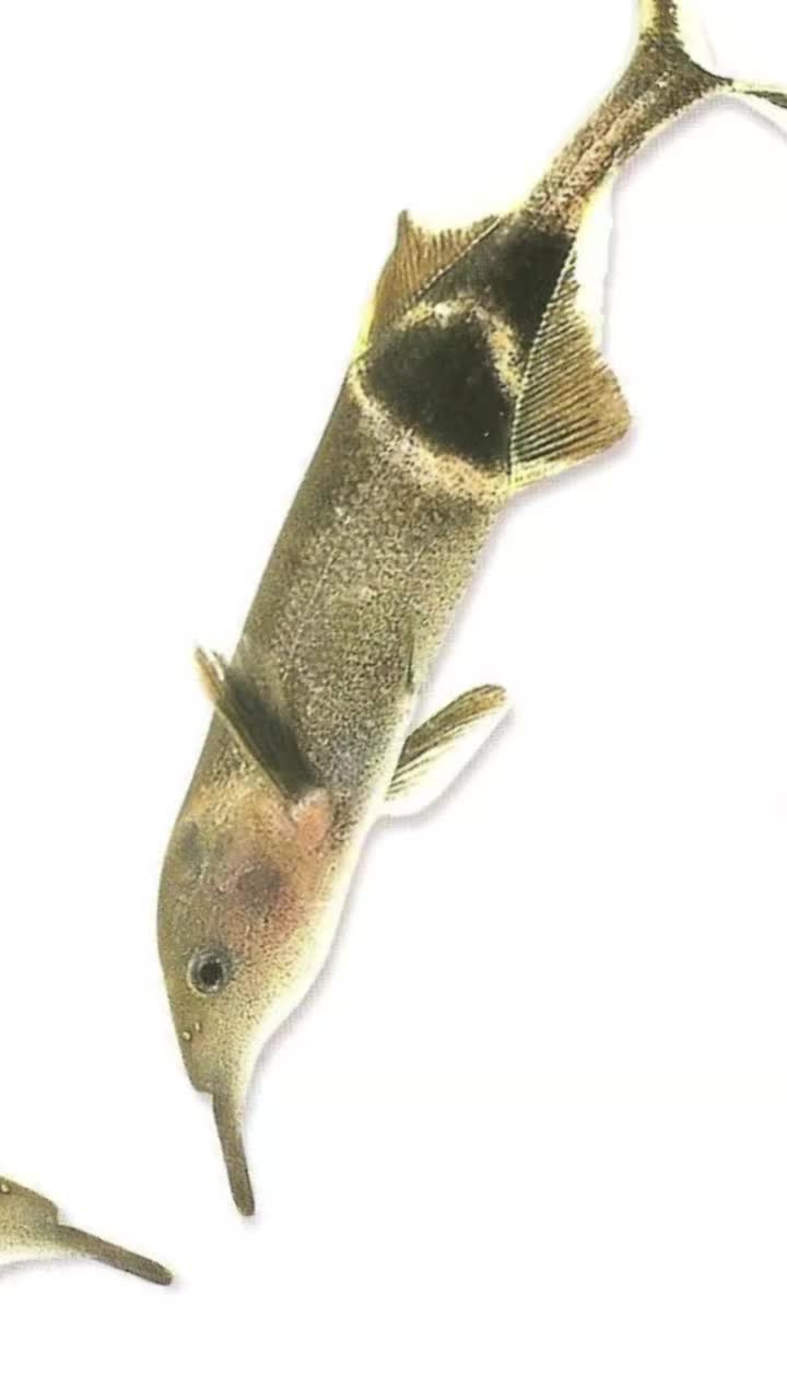 @tardigradi