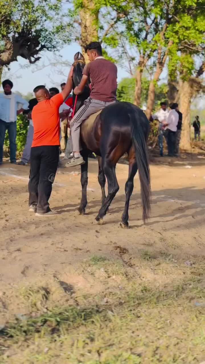 @🏇 MARWARI HORSE RACING 🏇