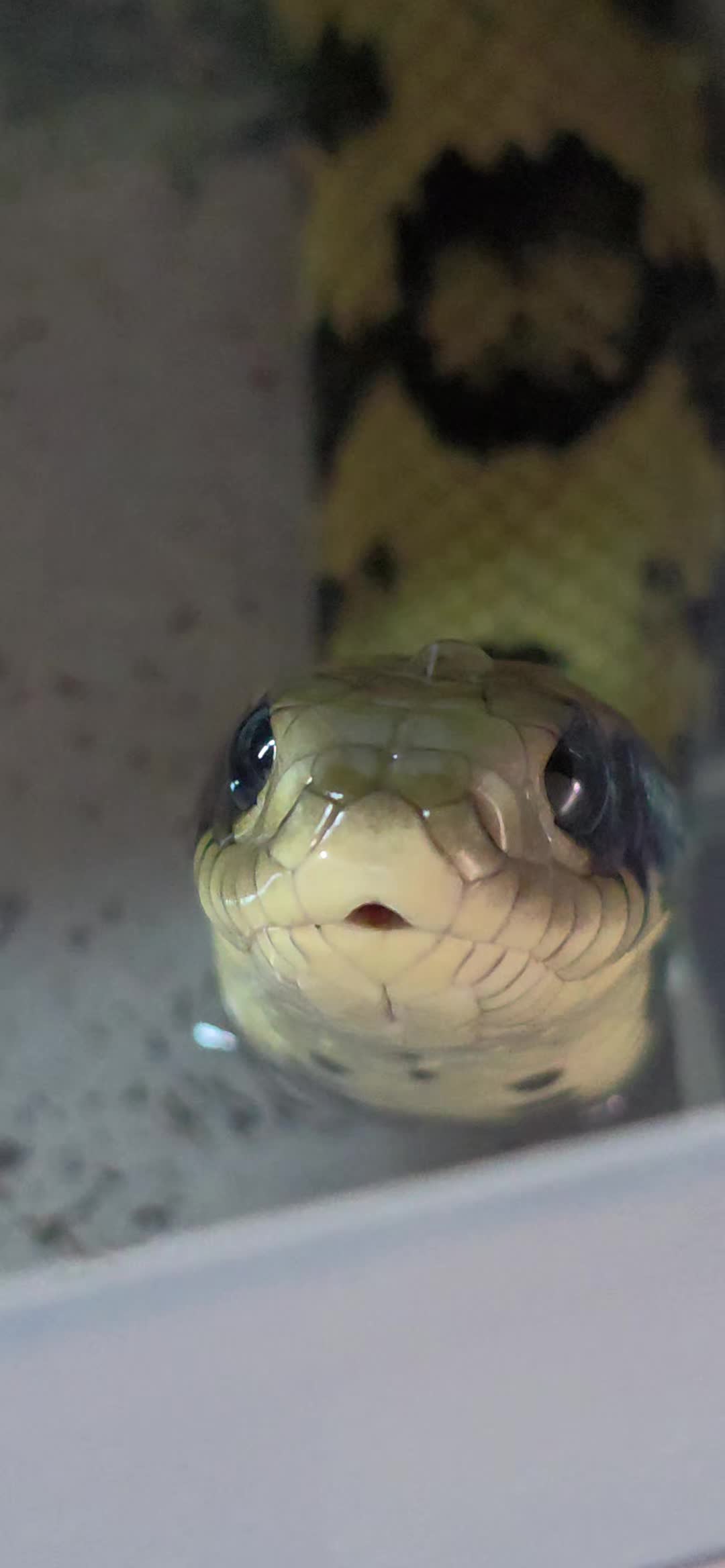 @T & N reptiles