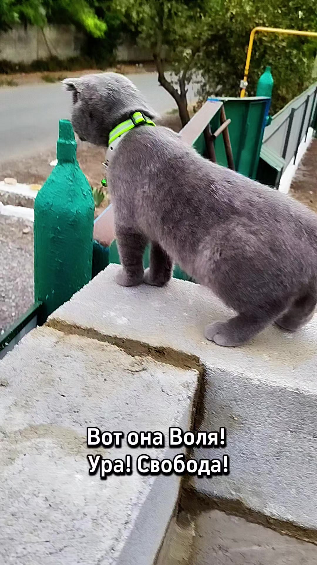 @😻Риччи&Джесси🐈Масик👼&Андрей