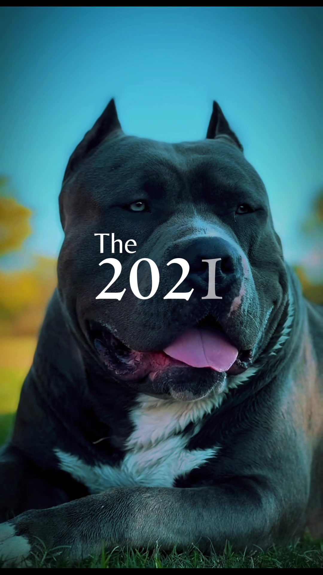 @🐾 Boundless Bullies 🐾