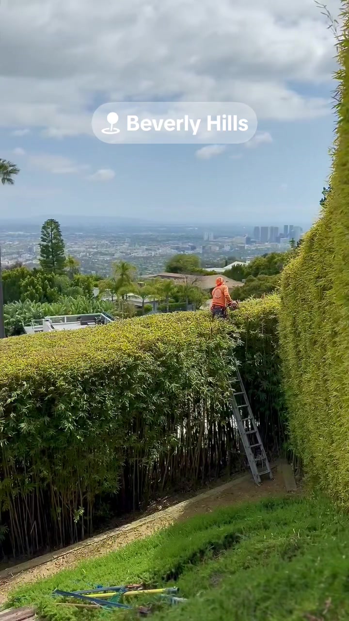 @Estan Tree Specialist