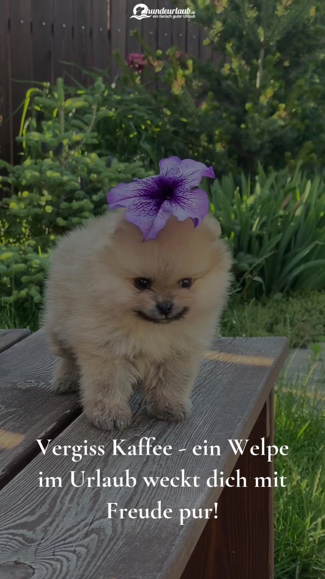 @Hundeurlaub.de