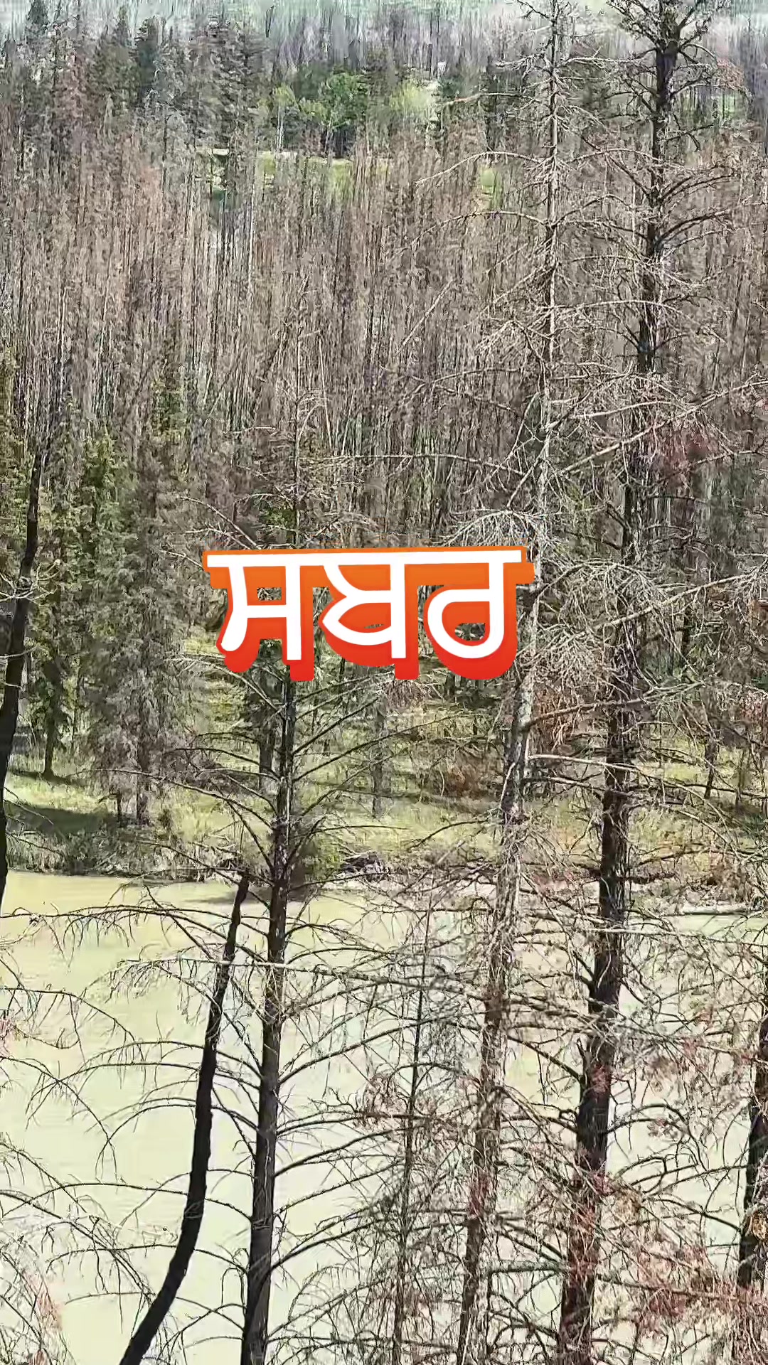 @simargill9080