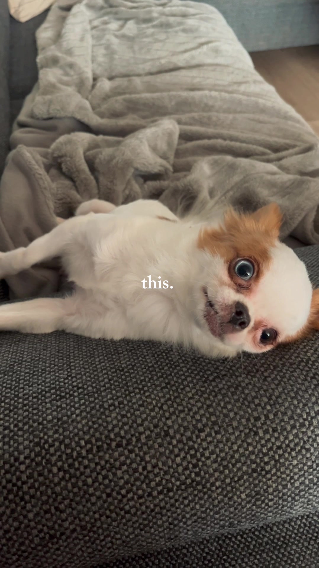 @Danielle |(chihuahua)mama 🐕🩵