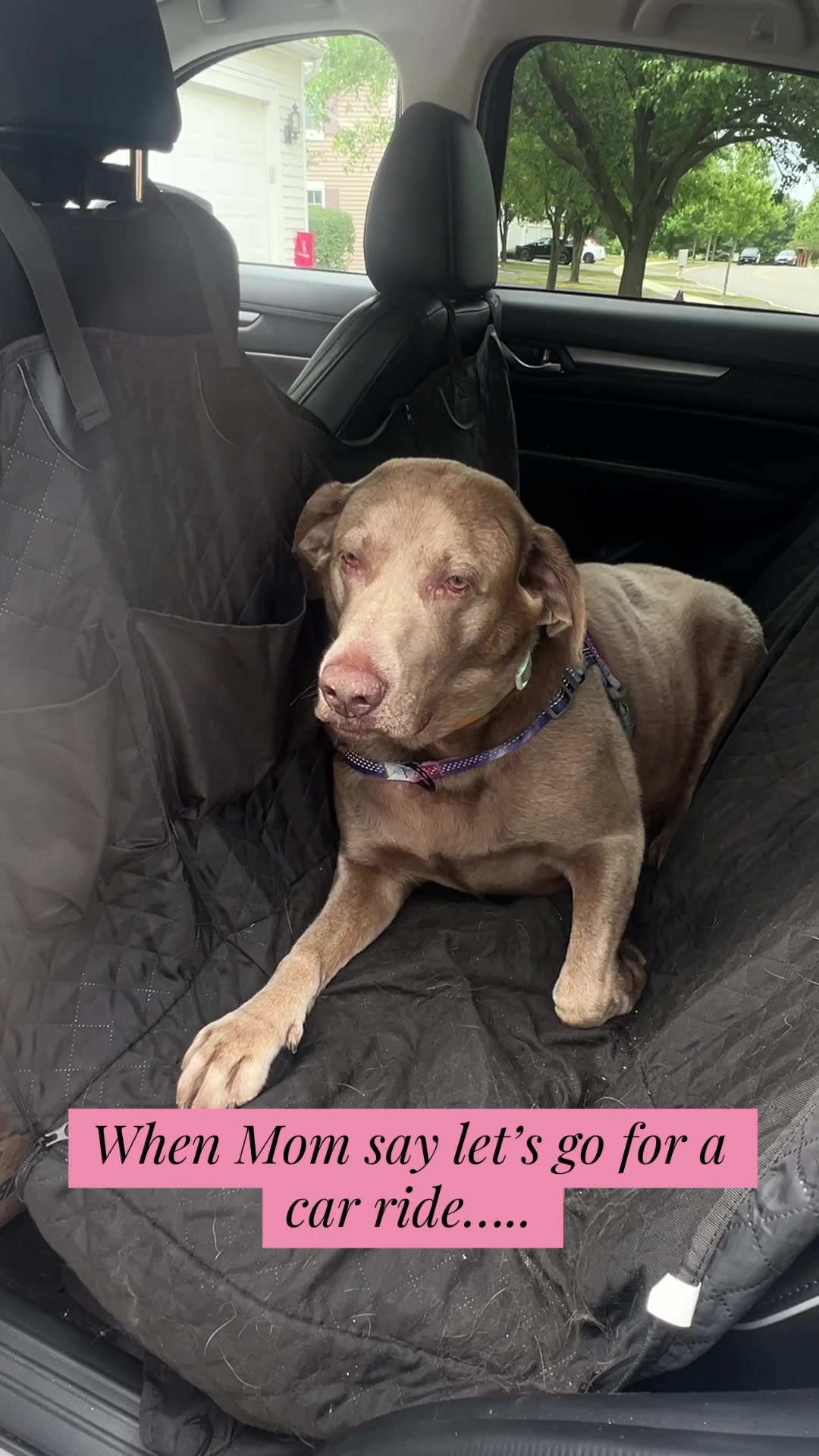 @Misty&rsquo;s🐾Dog Mom