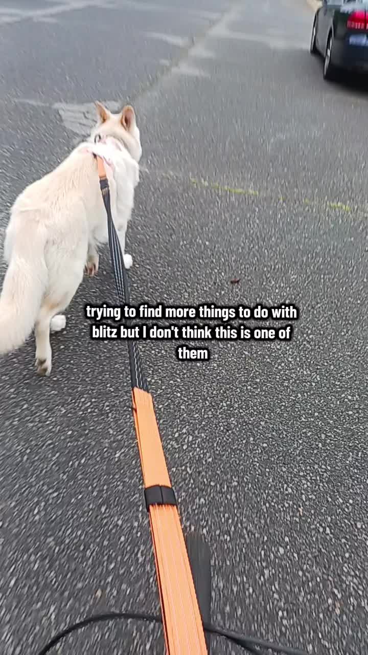 @Leo, Blitz & Dakota