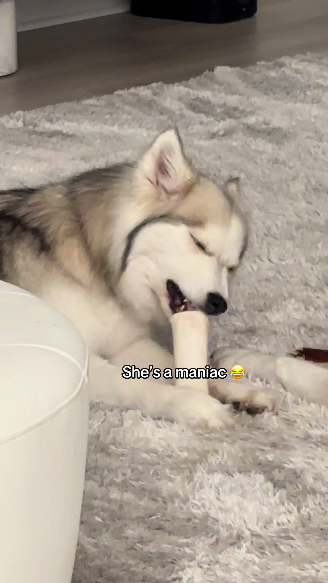 @lifewith2huskies