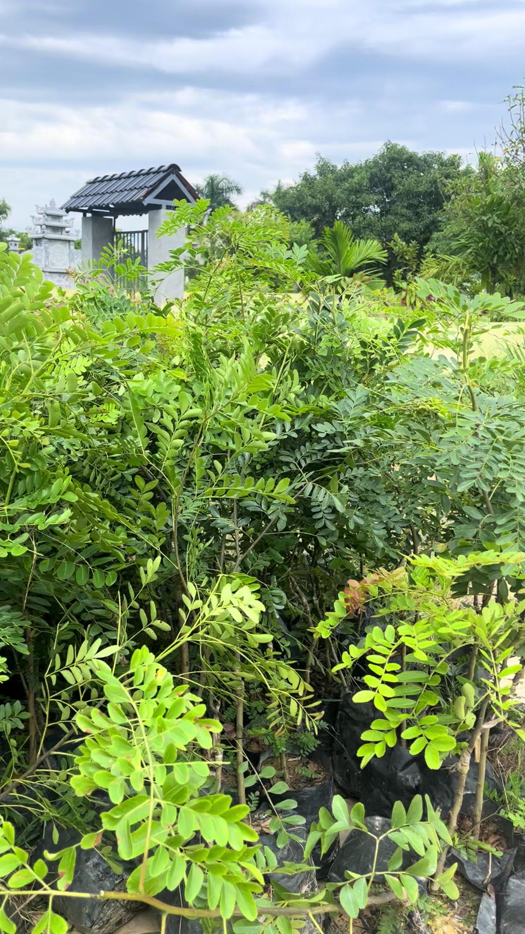 @Nh&agrave; Vườn Vũ Mai