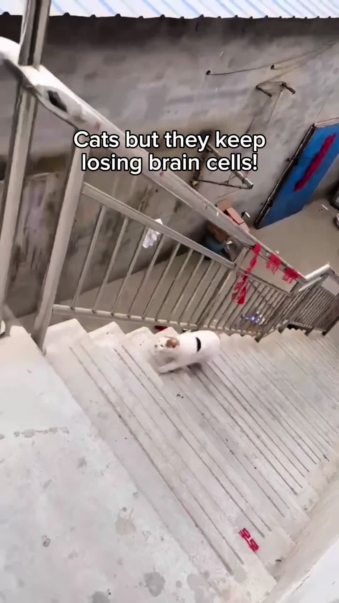 @KittenMitten