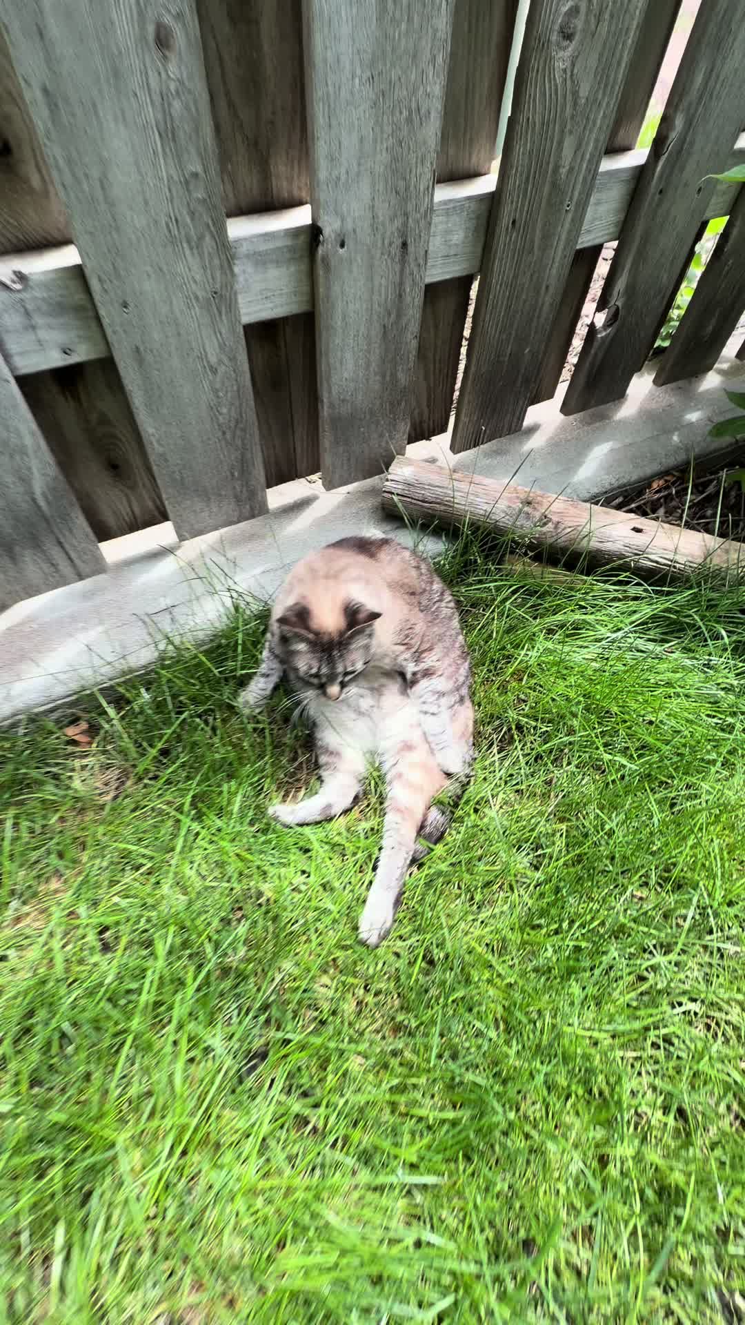 @PepperTheCat