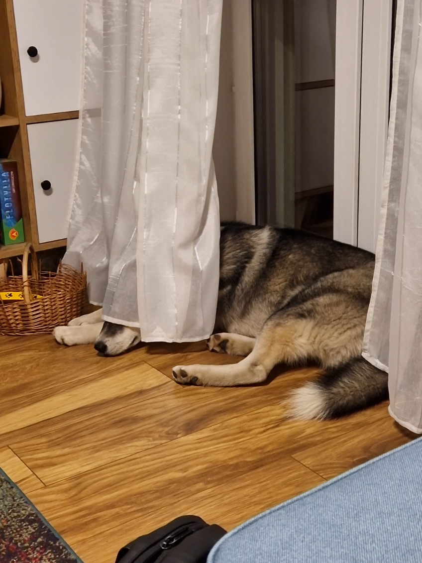 @husky.ananaski