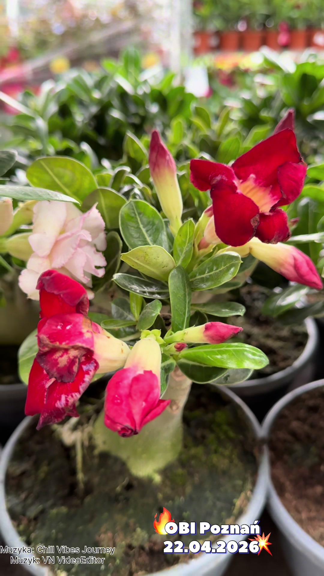 @maciej.plants