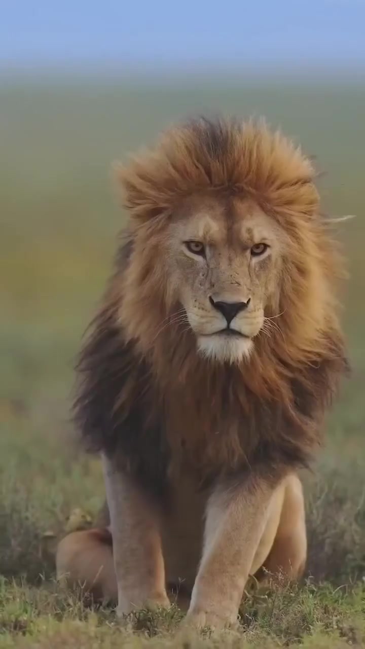 @Sou tiktok
