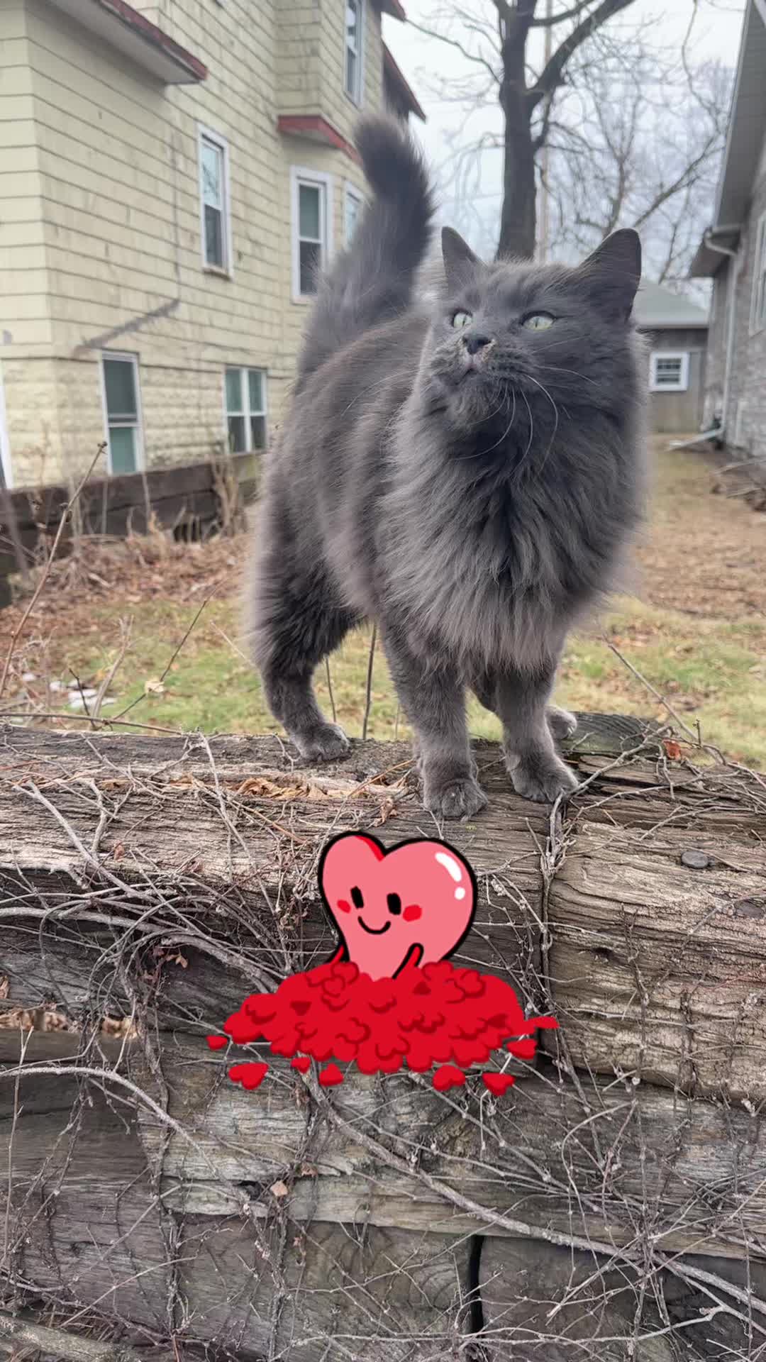 @My love