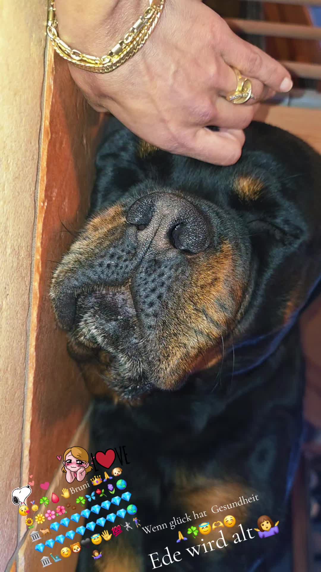 @Rottweiler Bruno