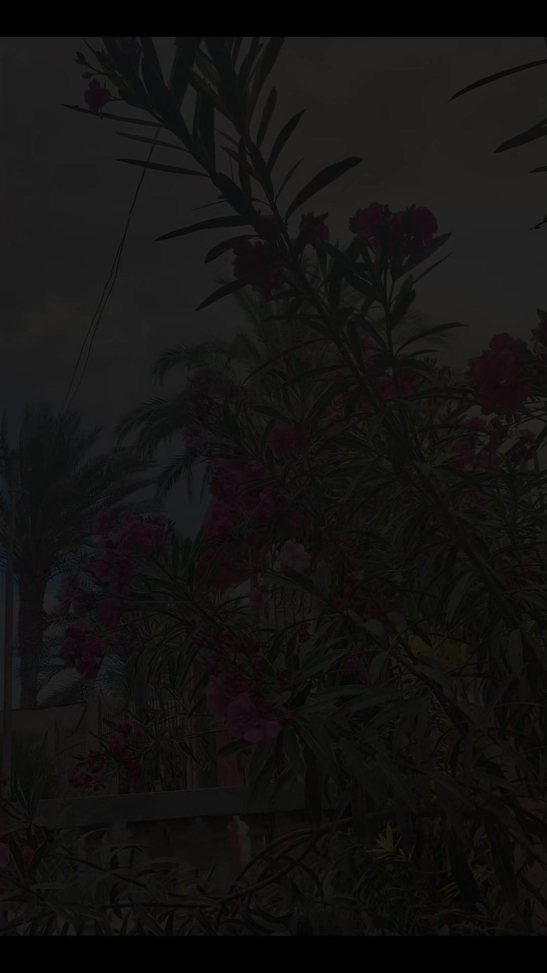 @ِ؍ حسـيـن 𓂀
