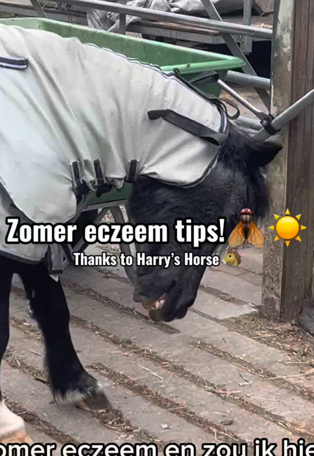 @idh_horses