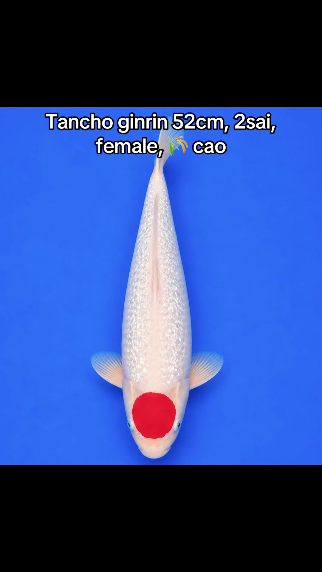 @Nguyễn Ho&agrave;ng Linh