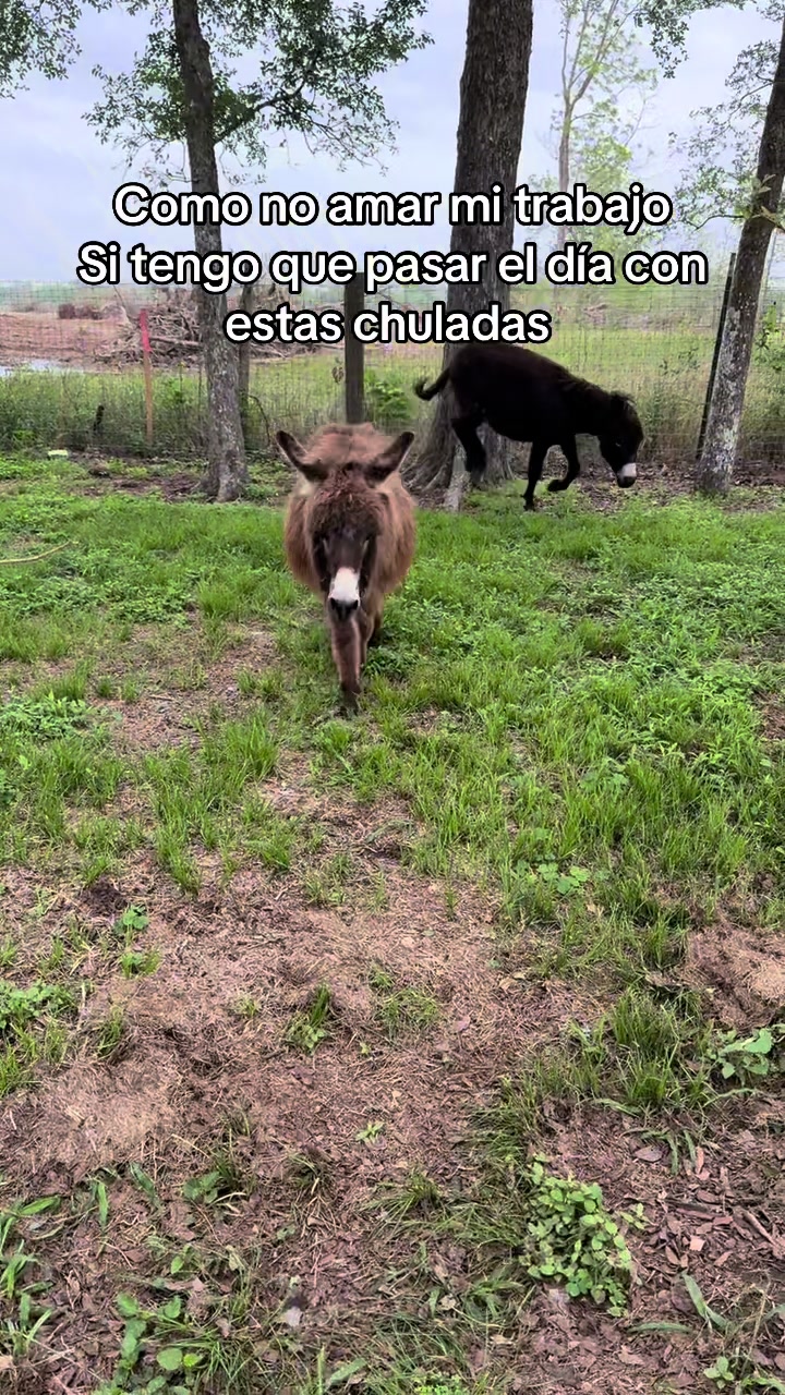 @El CHEPO