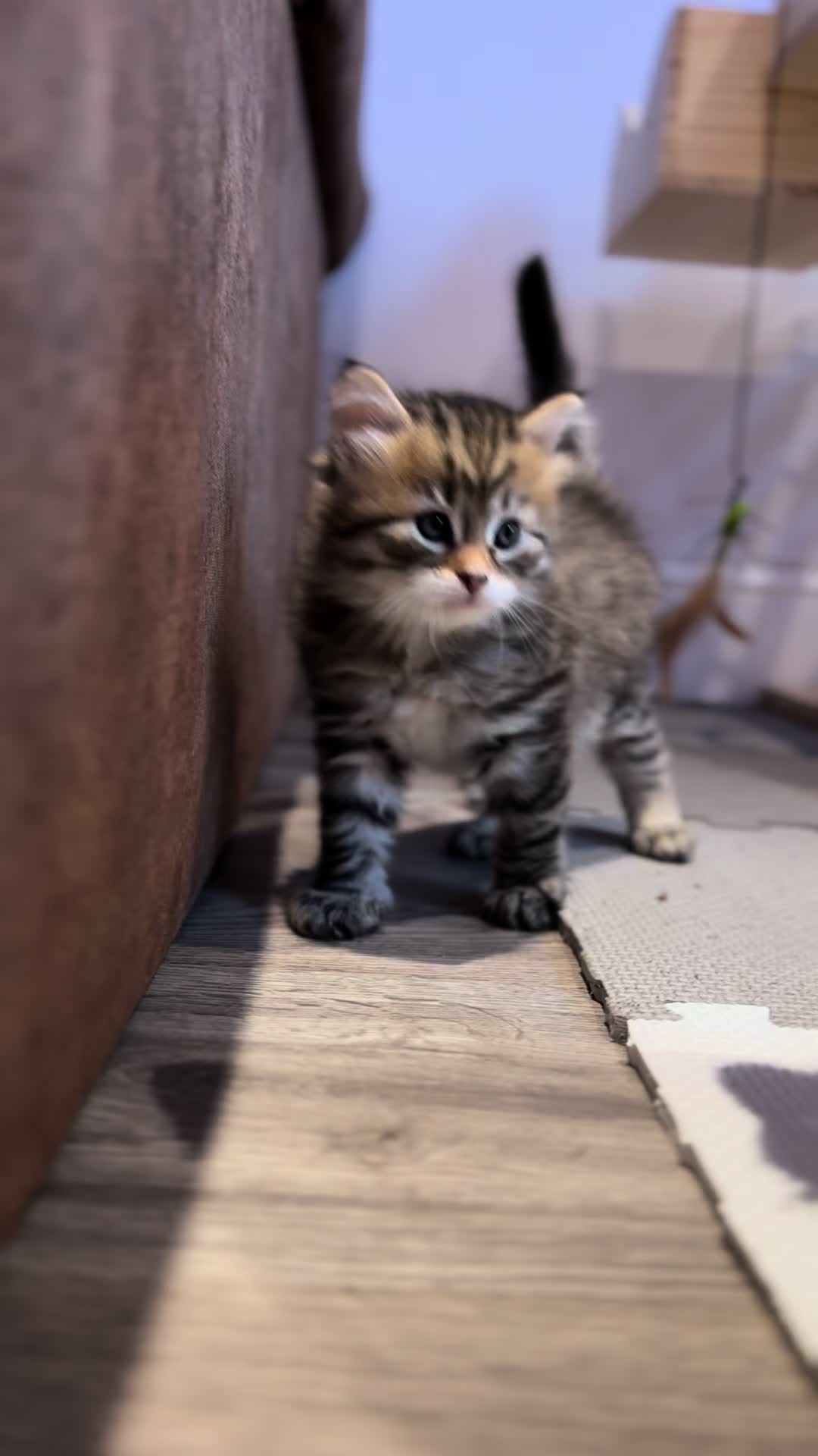 @SiberianRiver Cattery Uk