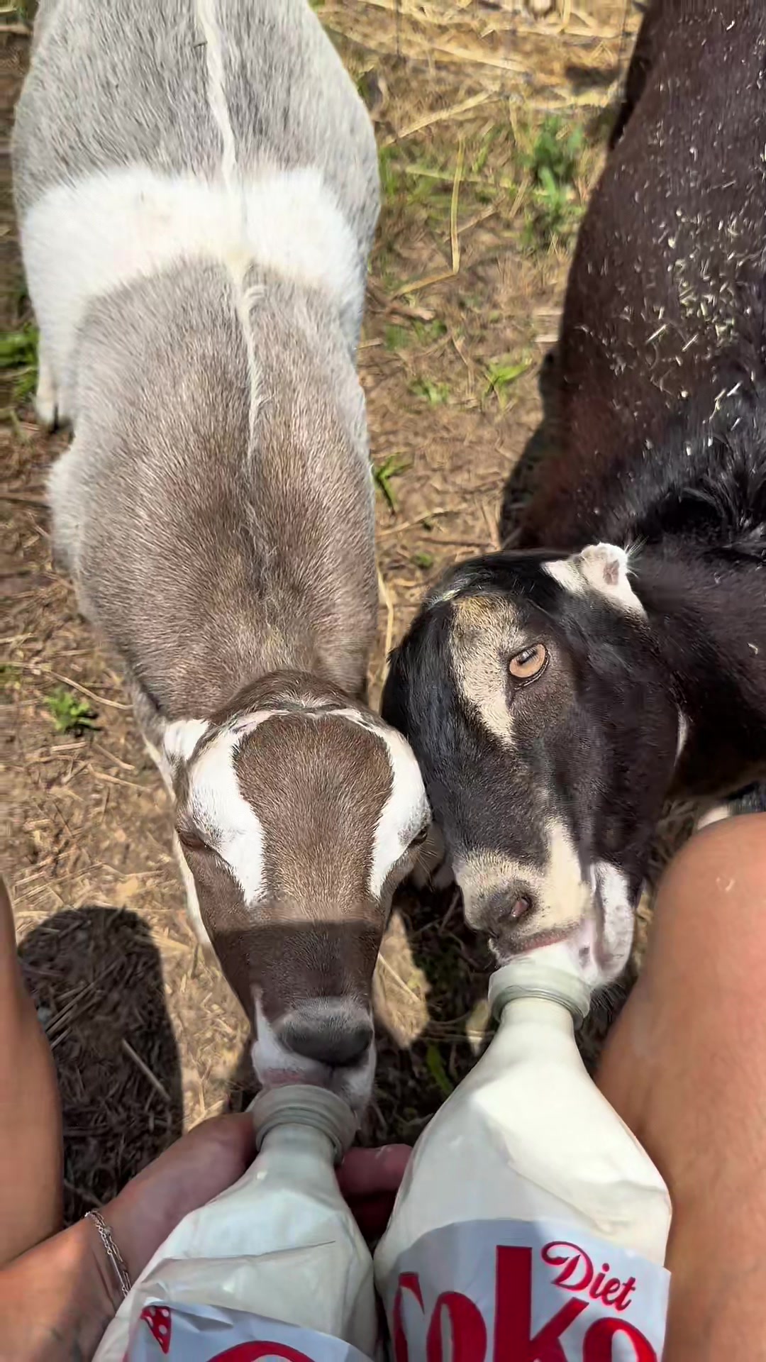 @Heart & Hoof Homestead