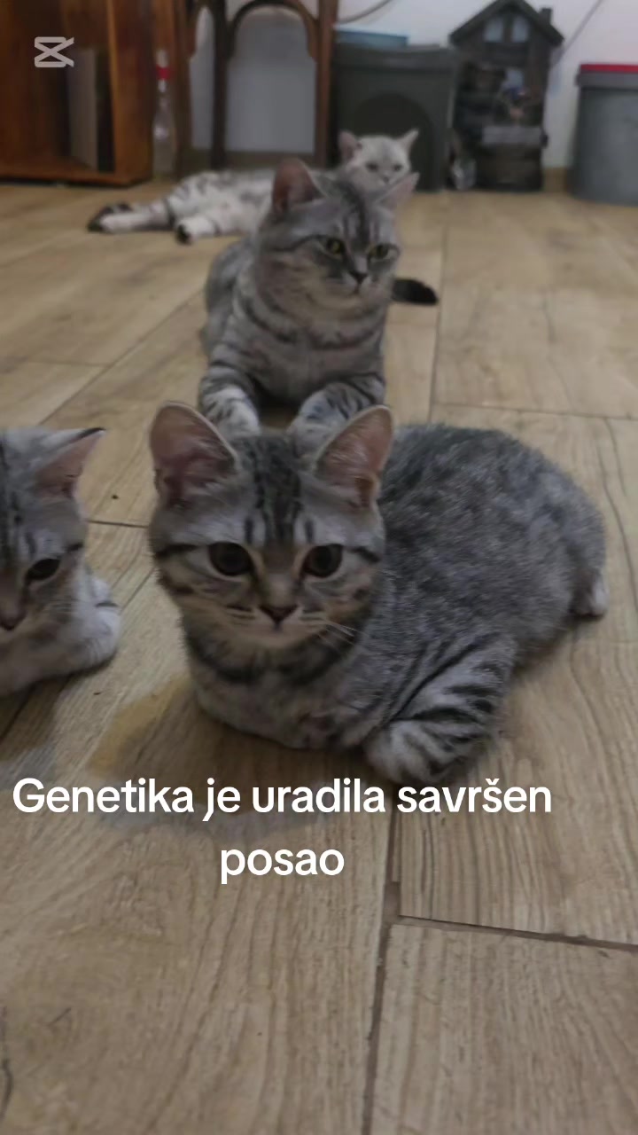 @Britanske Kratkodlake mačke
