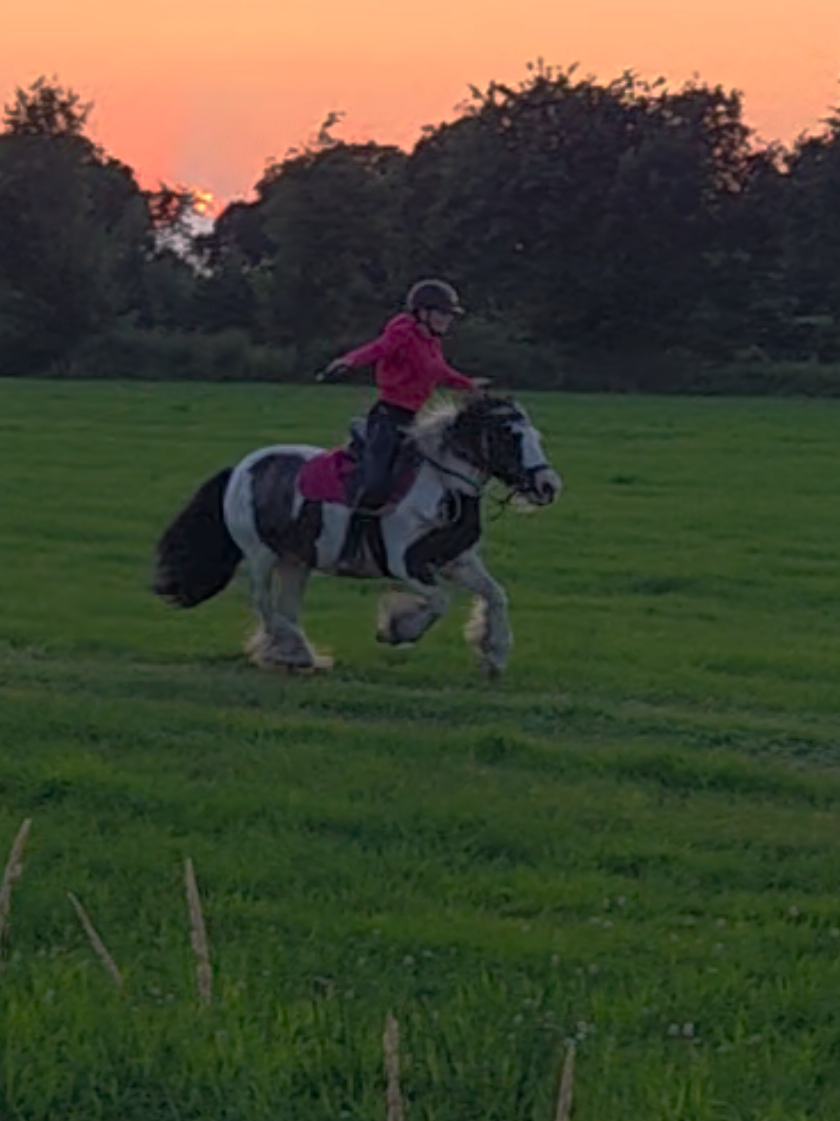 @Josys_Ponyhof-leben