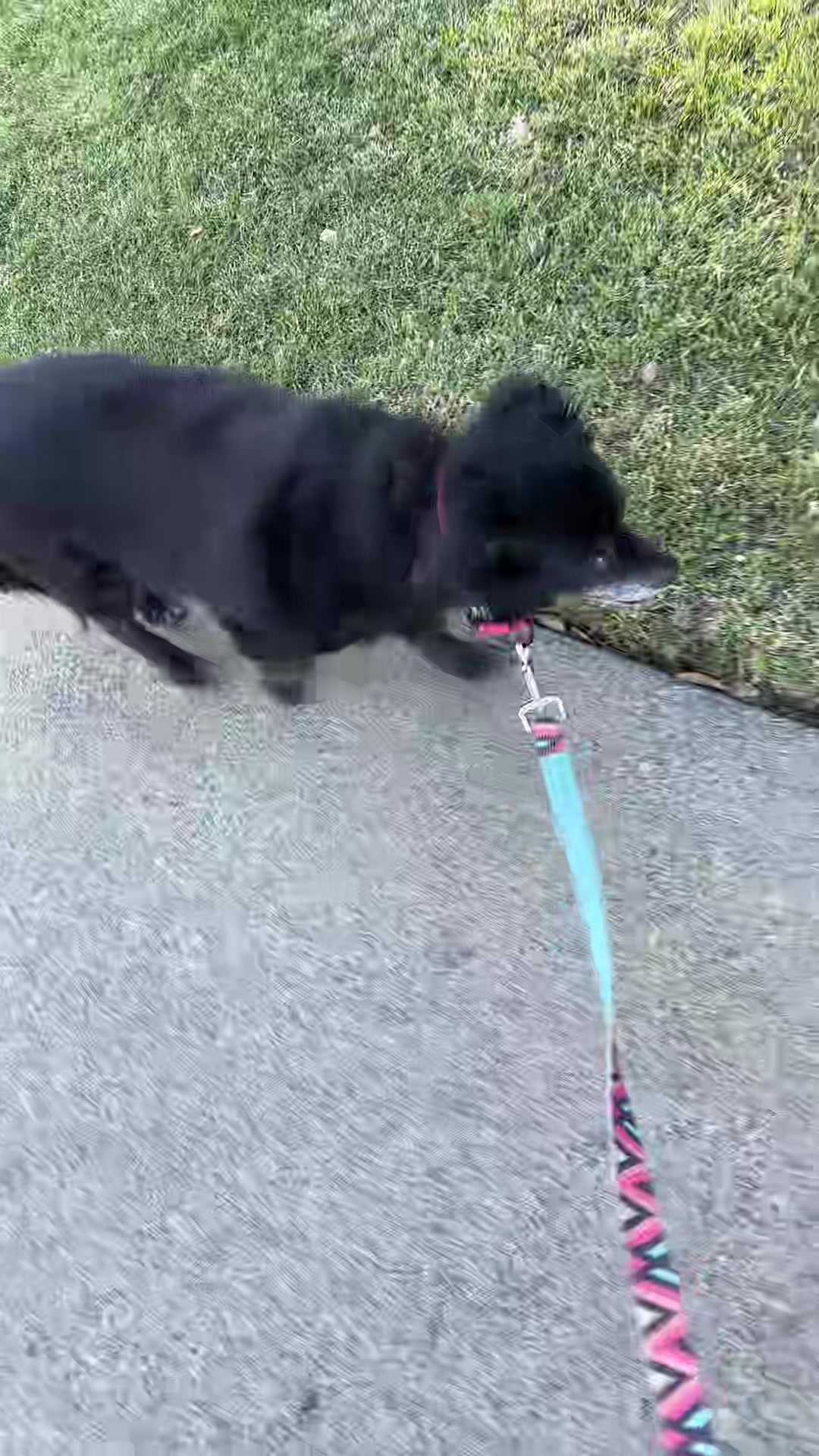 @preampetcare