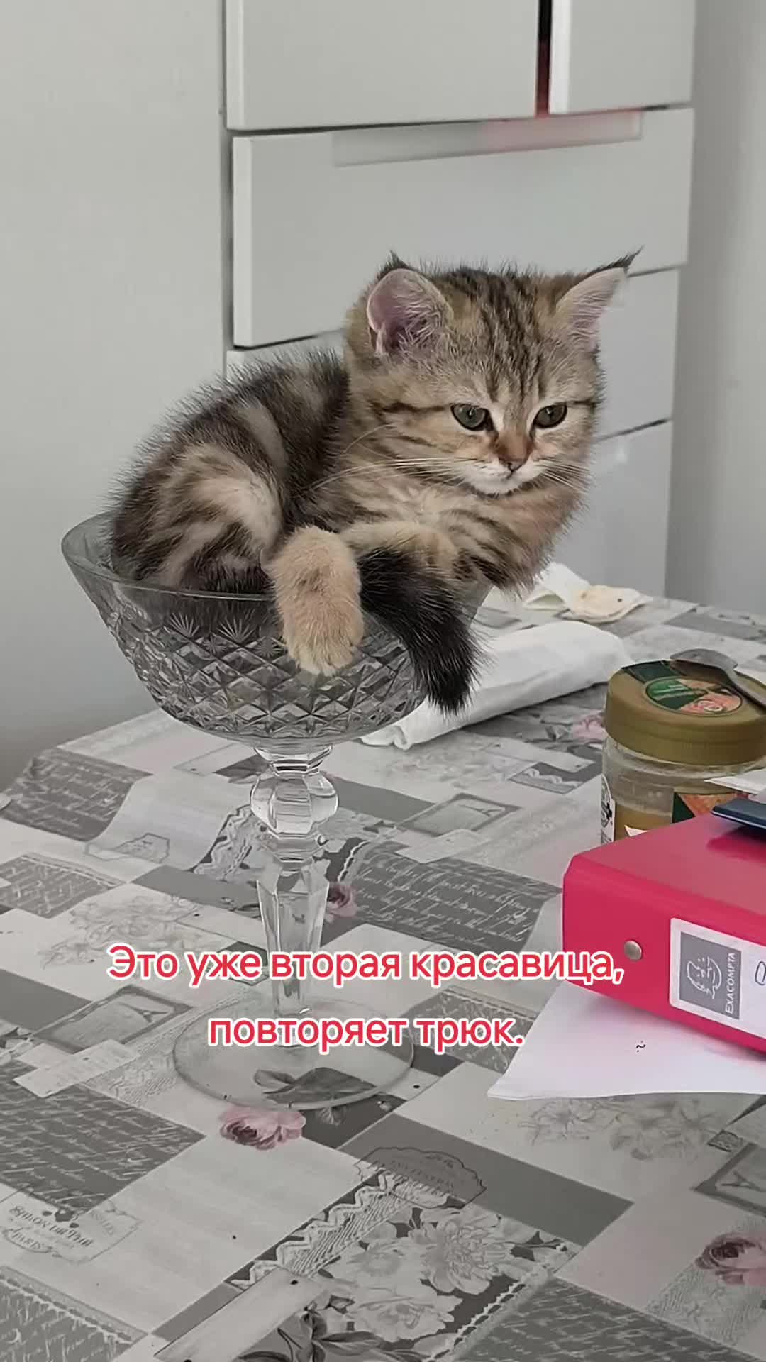 @аристократ