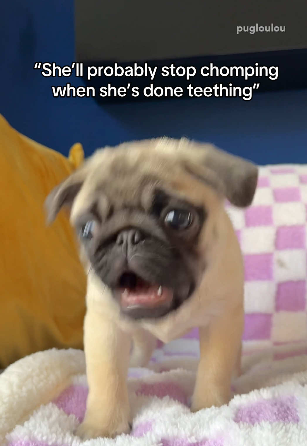 @Loulou the Pug
