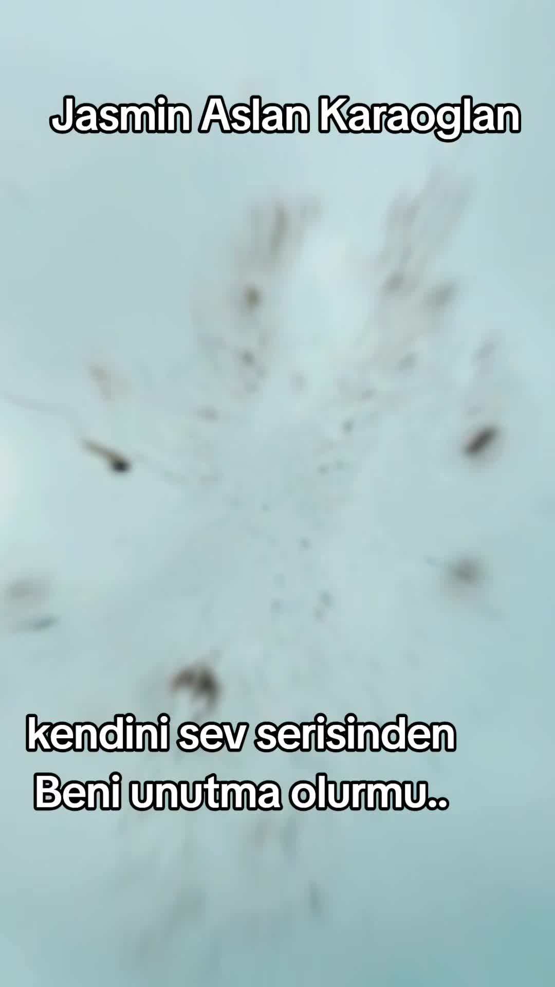 @Cuma Lemi Ulucay