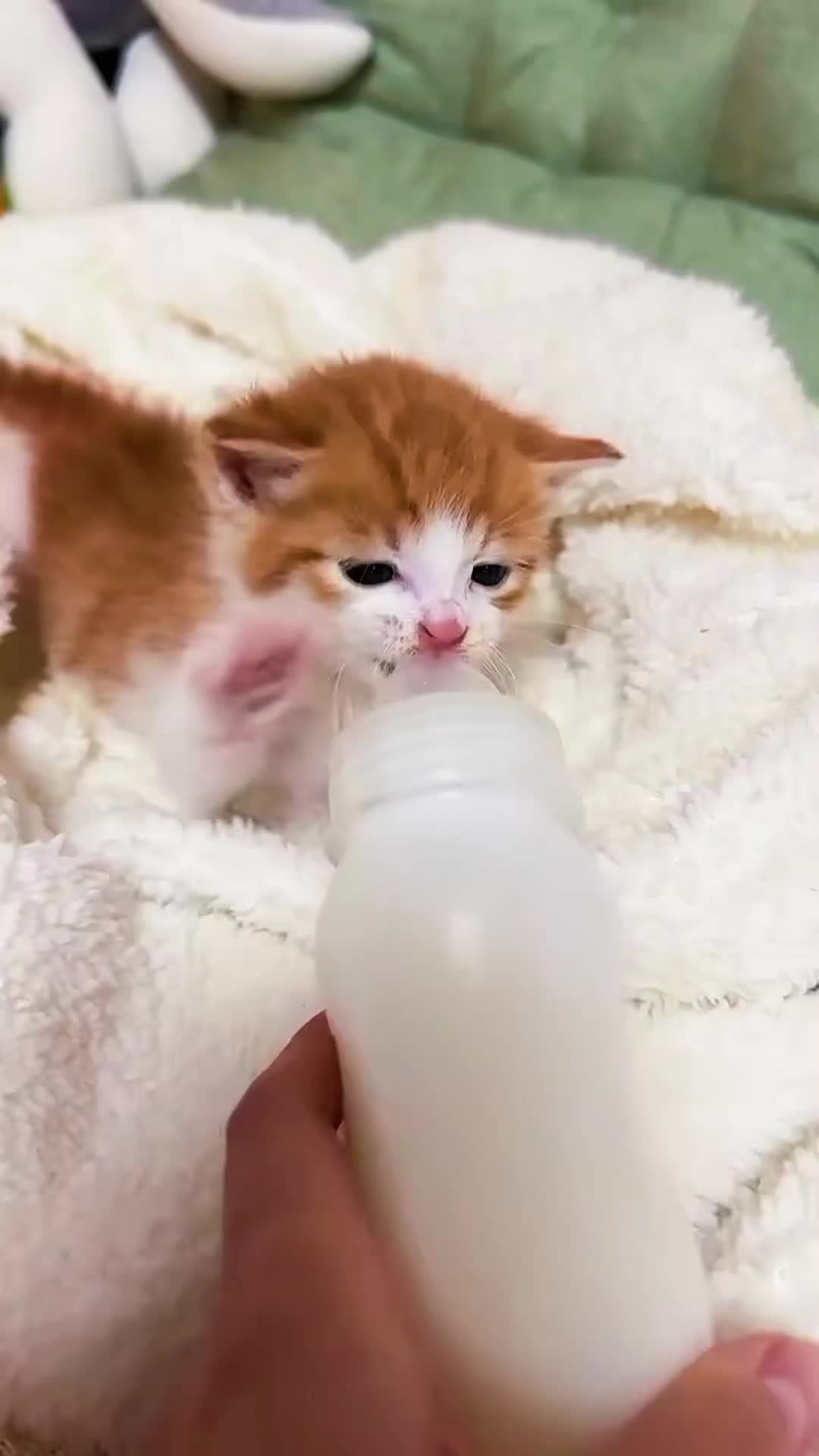 @CutekittenClub