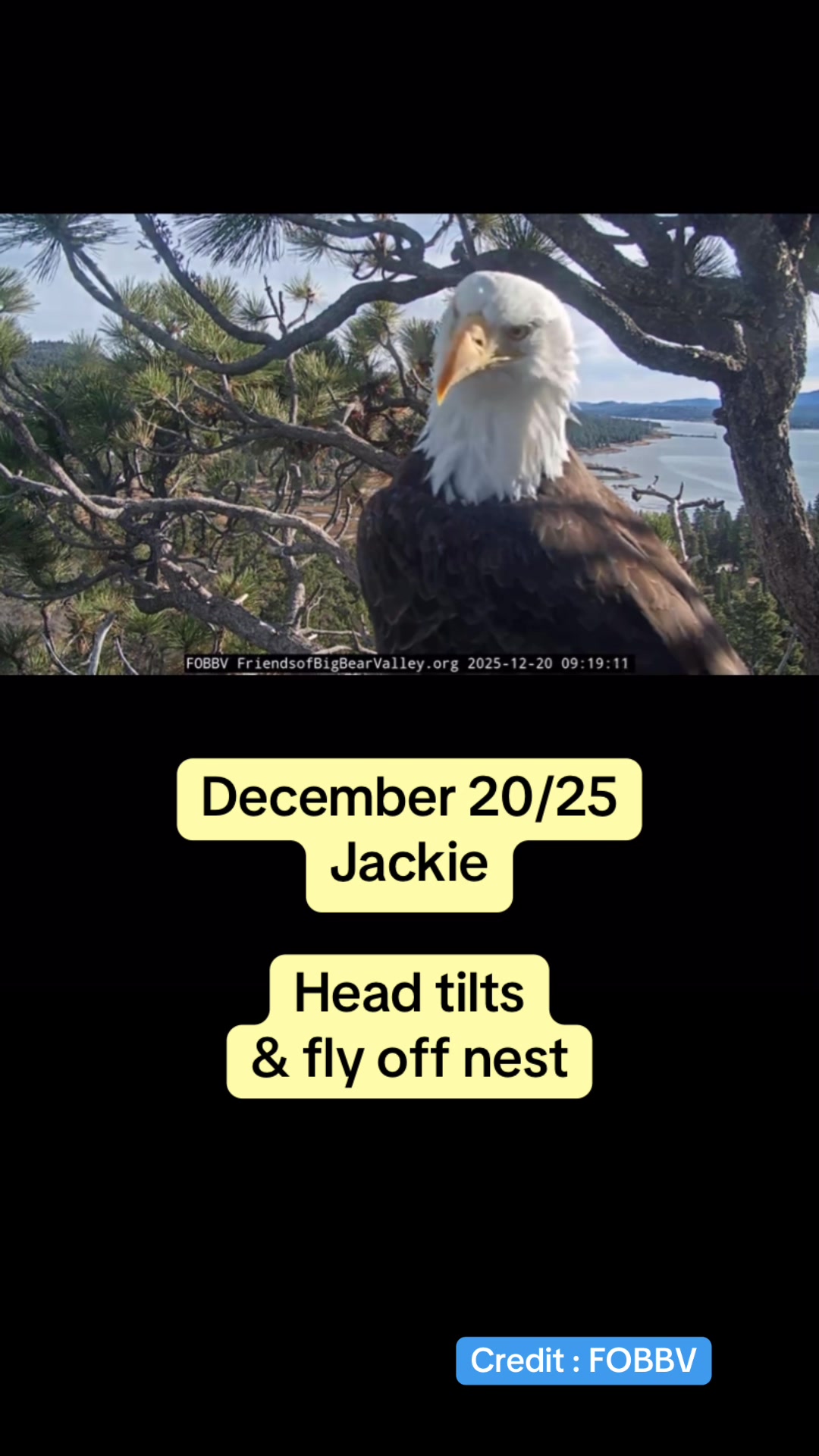 @feathery_friends_family