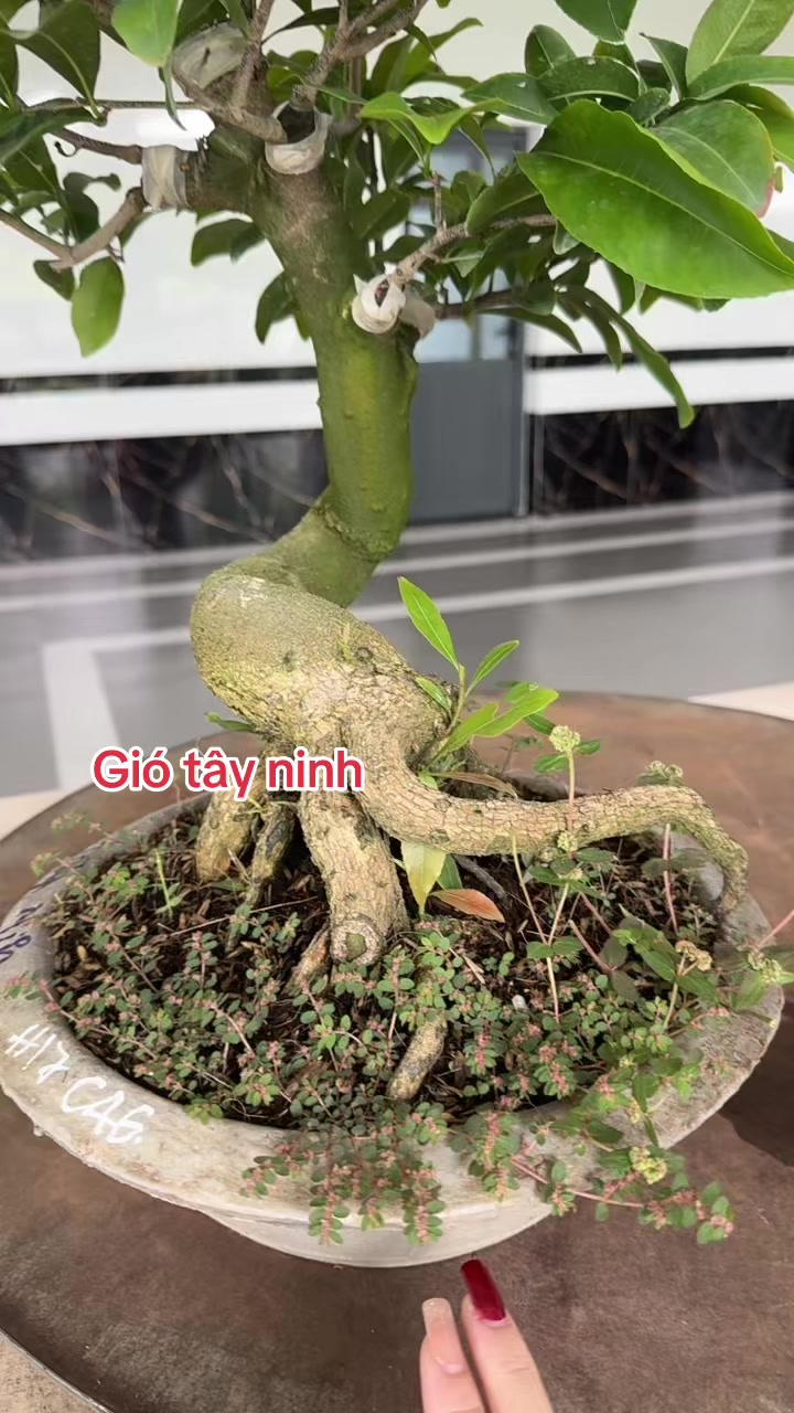 @Chichchoebong79