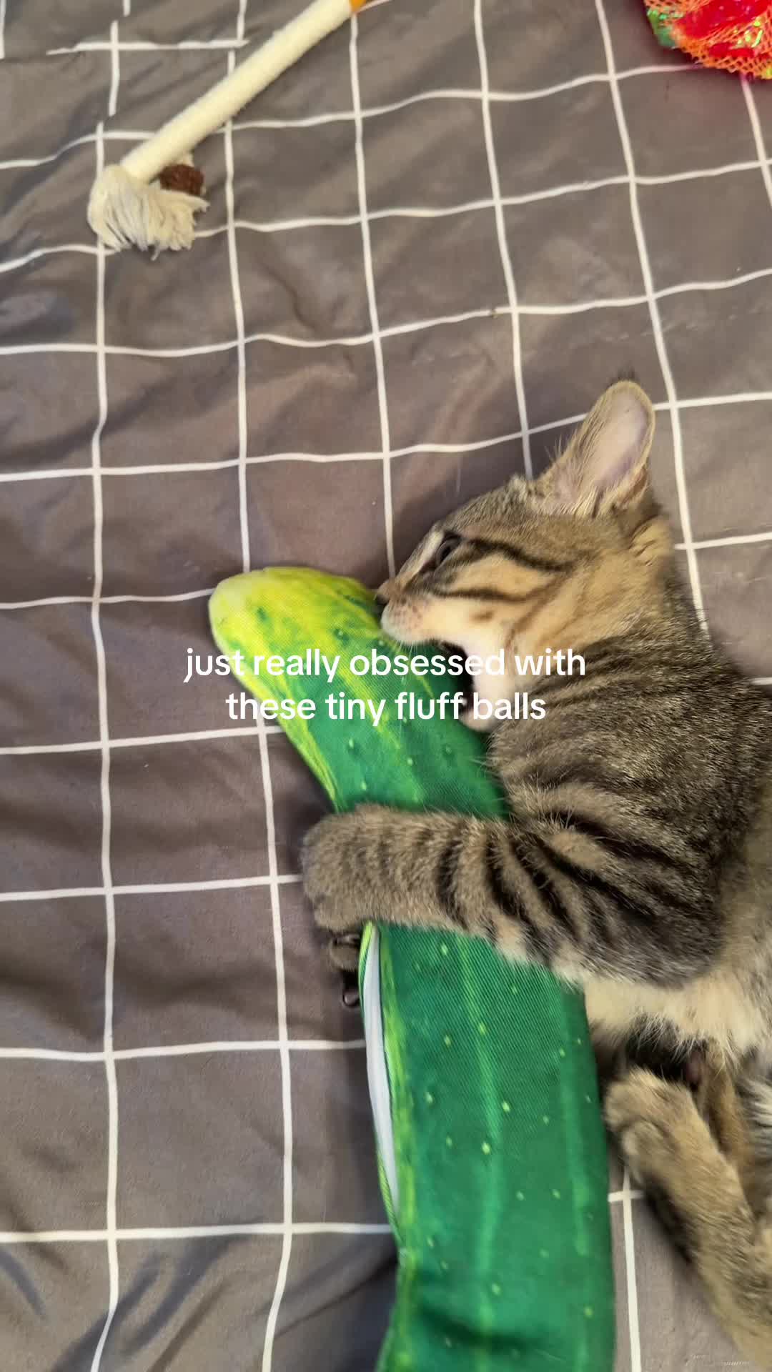 @bink the big orange cat