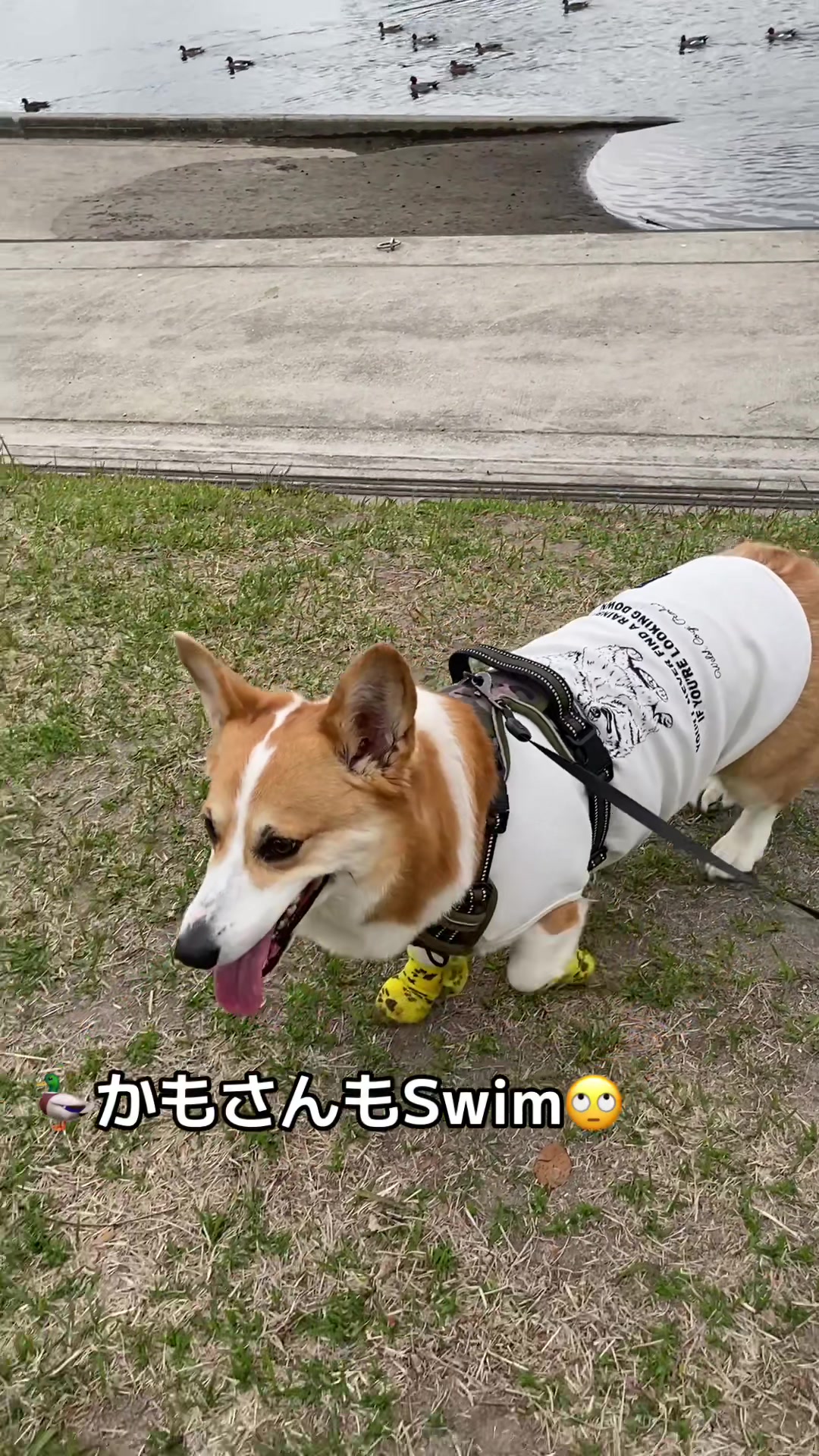 @コーギー犬のホープくん
