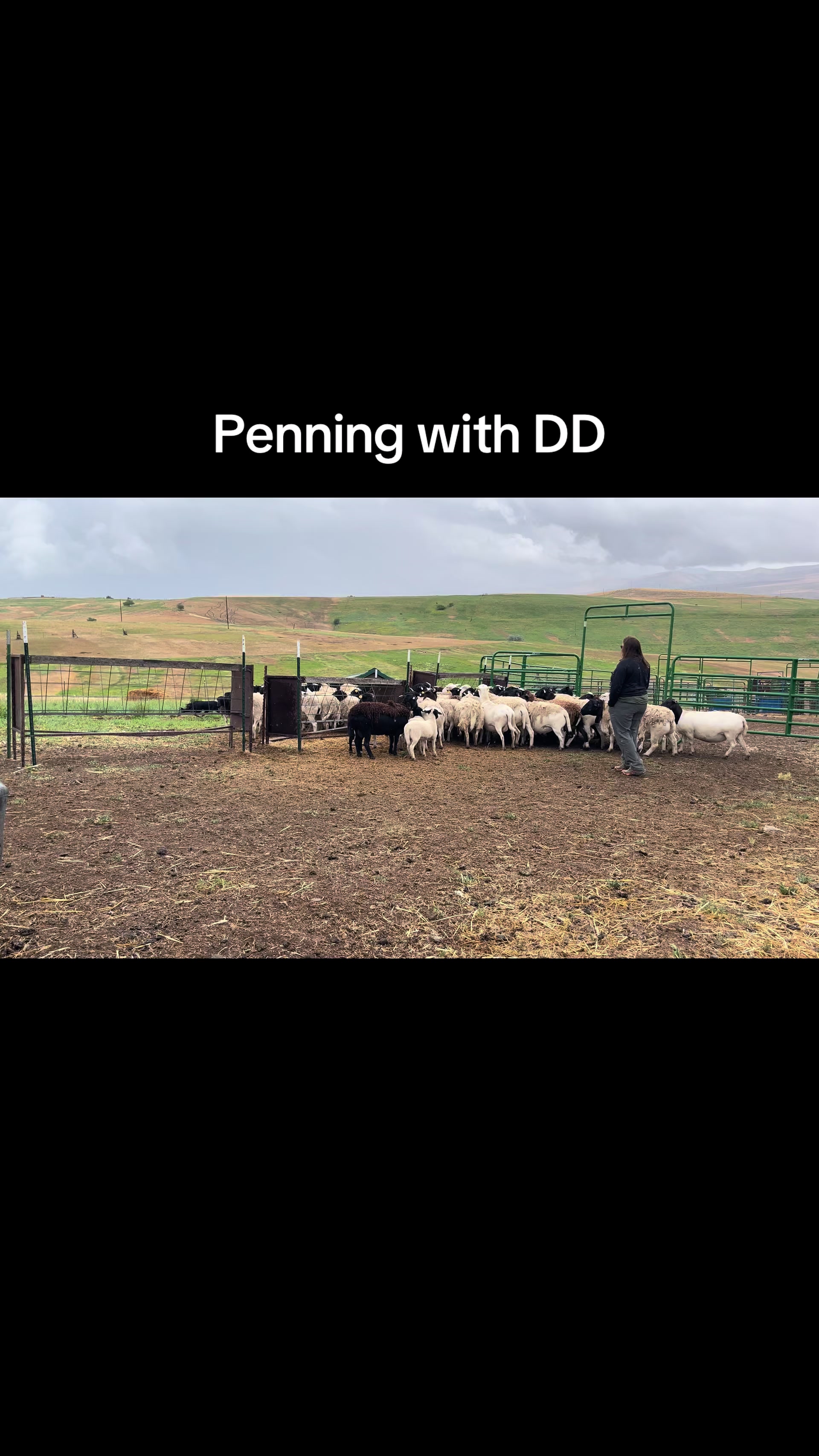 @PDR Stockdogs