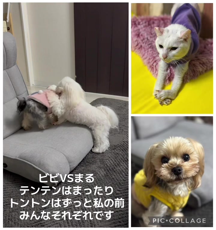 @ビビまるトンチャー