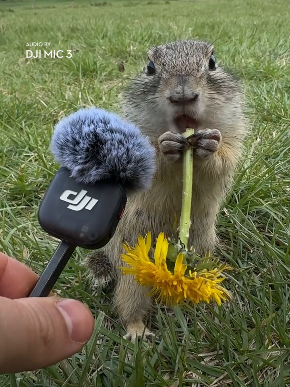 @DJI Official