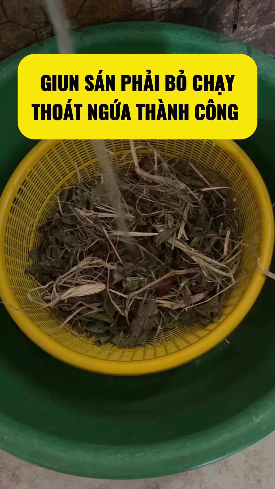 @suckhoevang98
