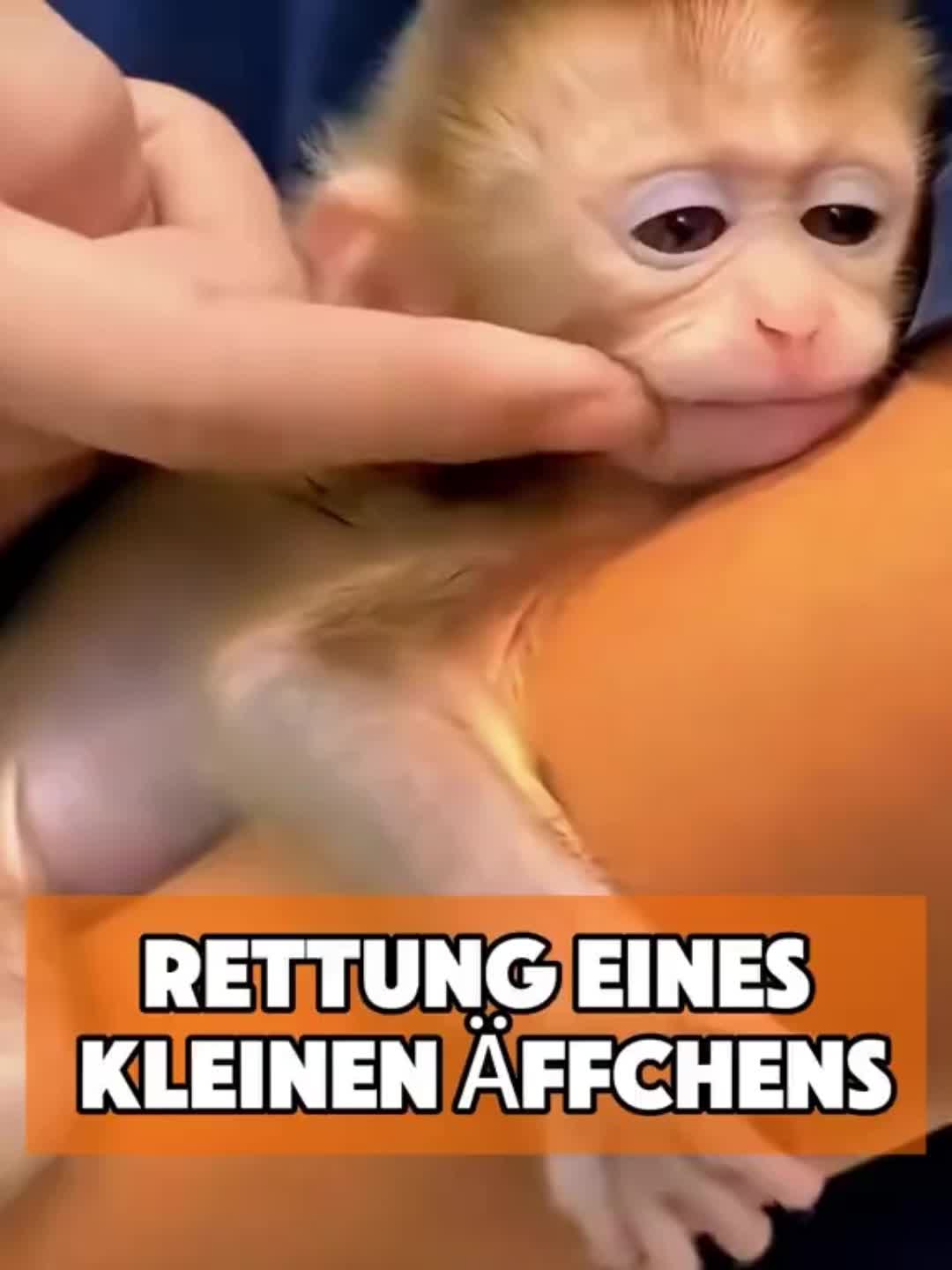 @toto_tier